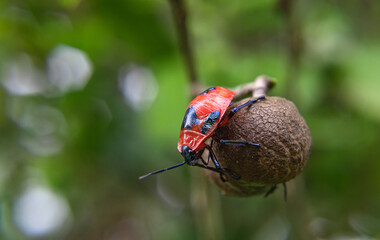 Fototapeta premium Beetles Insects Bugs on forest fruit.