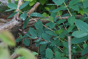 Liście jagody kamczackiej pokryte  kroplami deszczu © Anna