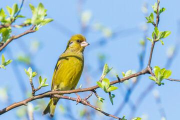 Greenfinch Chloris chloris male bird singing