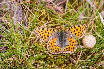 Queen of spain fritillary, issoria lathonia, butterfly resting in a meadow.