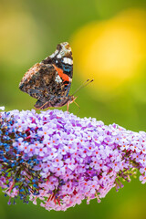 Red Admiral butterfly, Vanessa atalanta, feeding nectar from a purple butterfly-bush in garden.