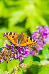 Aglais urticae small tortoiseshell butterfly top view isolated by nature