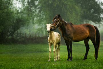 Obraz na płótnie Canvas Horse Stud and her beautiful foal on a field. horse looks pretty in the field. 