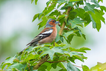 Closeup of a male chaffinch, Fringilla coelebs, singing on a tree in a green forest.