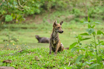 Village dog on the island of Panay Philippines.