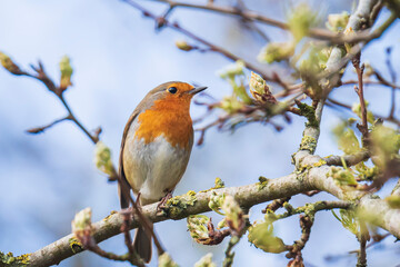 Obraz premium European robin bird Erithacus rubecula singing