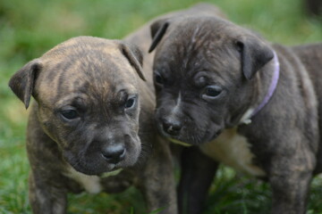 CHIOT AMSTAFF - STAFFORDSHIRE TERRIER AMERICAIN