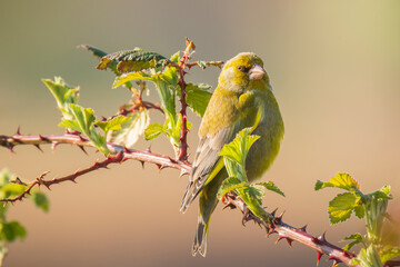 Greenfinch Chloris chloris bird singing