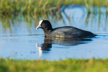 Eurasian coot, Fulica atra, waterfowl foraging in wetlands