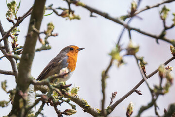 European robin bird Erithacus rubecula singing