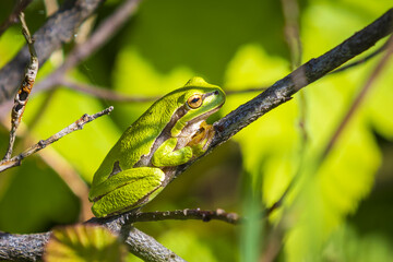 Closeup of a small European tree frog (Hyla arborea or Rana arborea) heating up in the sun.