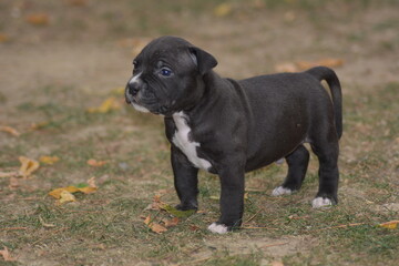 CHIOT AMSTAFF - STAFFORDSHIRE TERRIER AMERICAIN