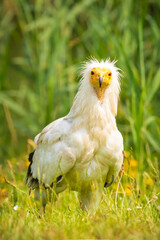 Egyptian vulture Neophron percnopterus bird of prey, closeup in a green meadow