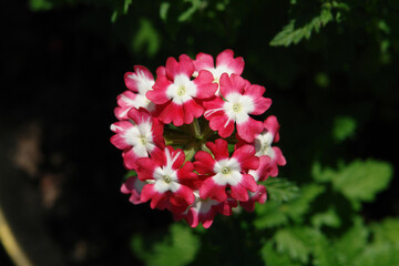 Fototapeta premium A close up of vervain flowers of the `Lascar Big Eye Red Rose` variety. Verbena hybrida - red flowers with rose tones, top view