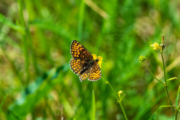 butterfly on yellow flower