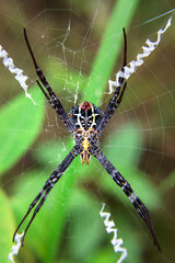 Spider in its spider's web, waiting for its prey.
