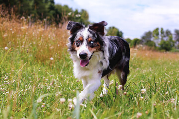 Beautiful juvenile male Blue Merle Australian Shepherd dog walking through a summer field.  Two different color eyes, Heterochromia iridium. Selective focus with blurred background.