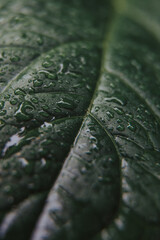 Hoja de planta con gotas de agua en macro