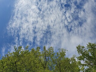 White curly clouds in the blue sky over the summer forest