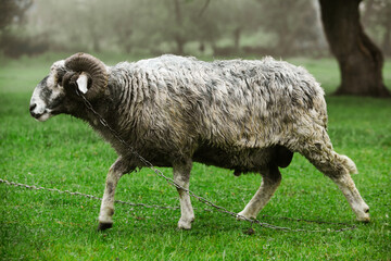 Fototapeta premium A mature Ram Portrait on the green grass in Moldova.