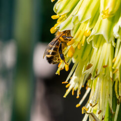 abeille butinant un tritome