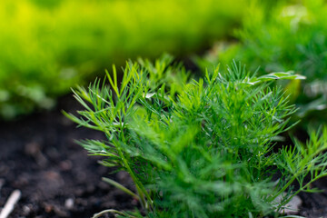 Young dill in an earthen bed. The crop grows in holes on the home farm. Rural useful and vitamin greens close up