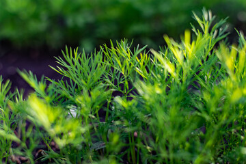 Young dill in an earthen bed. The crop grows in holes on the home farm. Rural useful and vitamin greens close up
