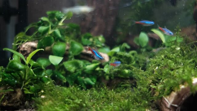 水草の上で泳ぐネオンテトラ