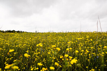 Full field with yellow flowers. Flowers background. Beautiful nature in Moldova. Europe. Summer. Sunny day. Relax. Love landscape.