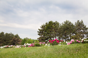 Landscape with flowerbed of peonies