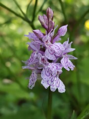 Orchidée - Orchis pourpre