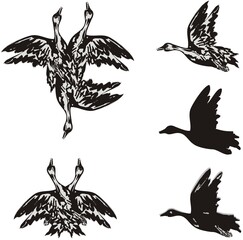Goose symbols on a white background. Hunting for a goose. Goose symbols in flight. Great for all the hunting enthusiasts. Black on White