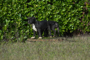 CHIOT AMSTAFF - STAFFORDSHIRE TERRIER AMERICAIN