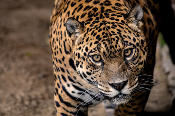 Onça Pintada © Camila Barros