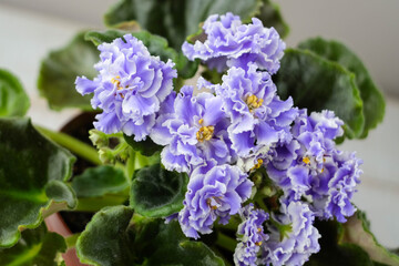 Close up violet flowers in the pot. Violet flower plant background. Violet flower house plant. Blooming violet flowers. Flowers in bloom. Flower background.