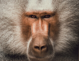 Olhar penetrante Babuíno