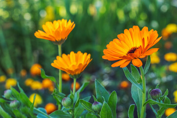 Large beautiful calendula flowers on a background of lush greenery on a sunny summer day. Annual flowers for decorating flower beds in the city and landscape design.