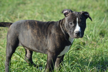 CHIOT AMSTAFF - STAFFORDSHIRE TERRIER AMERICAIN