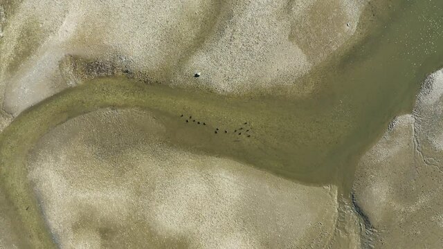 The camera hovers over a flock of ducks that are swimming in a nearby stream during low tide at duck creek. This is in Wellfleet Harbor.