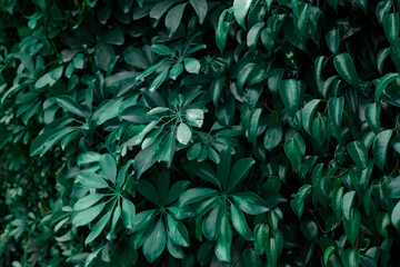 Fototapeta na wymiar Tropical jungle foliage, nature dark green leaf texture background, copy spase