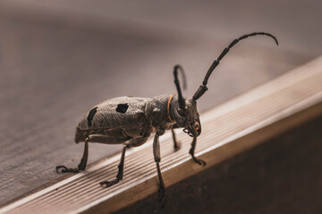 Longhorn beetle giant bug. Bug wallpaper. 