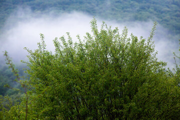 Beautiful summer landscape in Republic of Moldova. Green landscape. Amazing Nature. Park with Green...