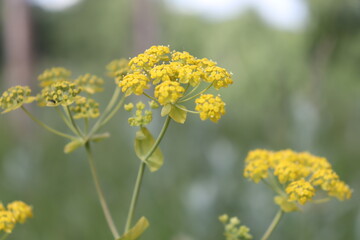 yellow flowers in the garden