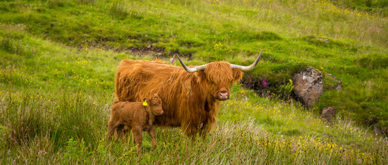 Highland cow and her calf together in a rough, green, grassy, Scottish highland field.