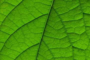 Fototapeta na wymiar Close up of green leaf pattern. Macro shot of avocado green leaf texture. Green leaf background. Green leaf with structure. Abstract green leaf texture for background.