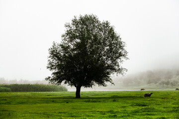 Beautiful summer landscape in Republic of Moldova. Green landscape. Amazing Nature. Park with Green...