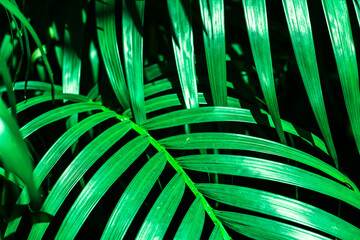 Fototapeta na wymiar palm trees in the bush
