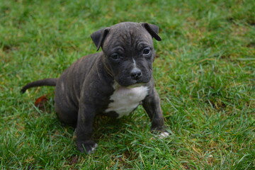 CHIOT AMSTAFF - STAFFORDSHIRE TERRIER AMERICAIN