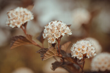 Physocarpus opulifolius flowering shrub in the park