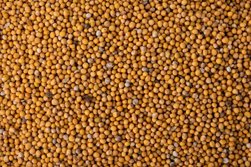 Yellow mustard seed isolated on white background.